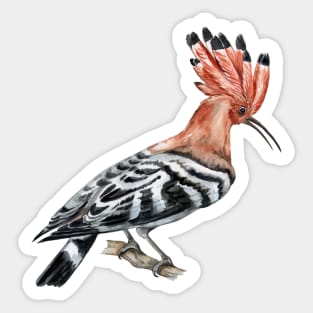 hoopoe bird hand drawn Sticker